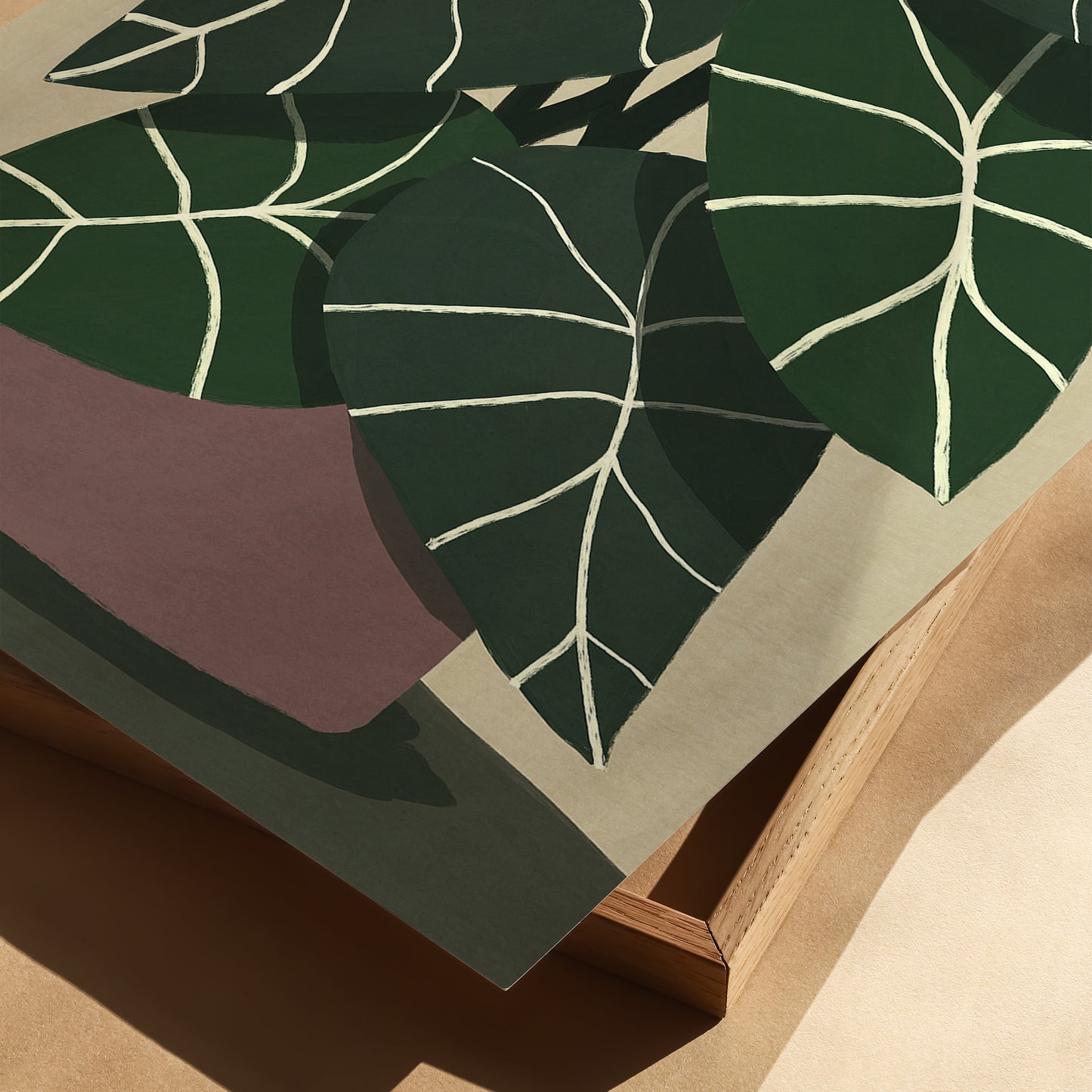 Alocasia