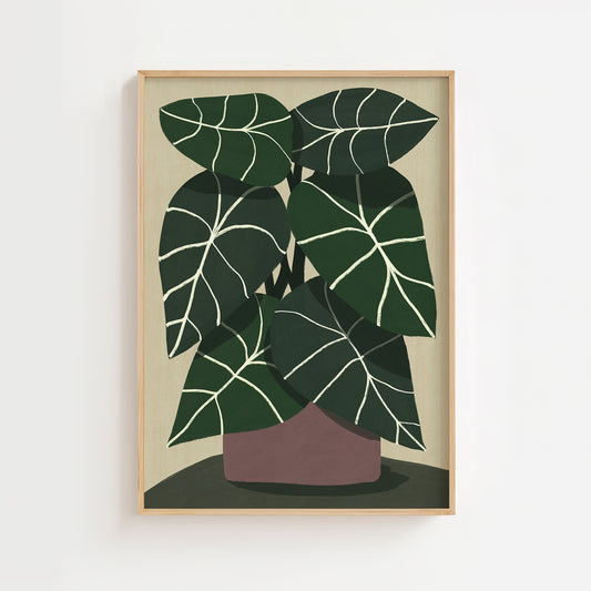 Alocasia