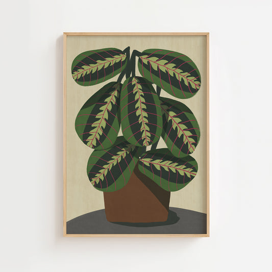 Maranta Fascinator