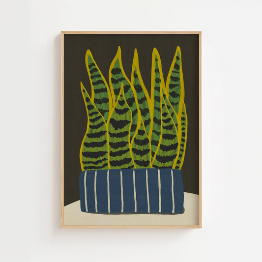 Snake Plant